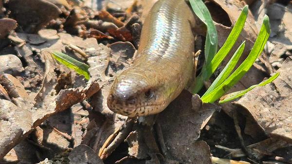 Nicht nur die Pflanzen erwachen wieder zum Leben. Auch die Tiere genießen wieder die Sonne.