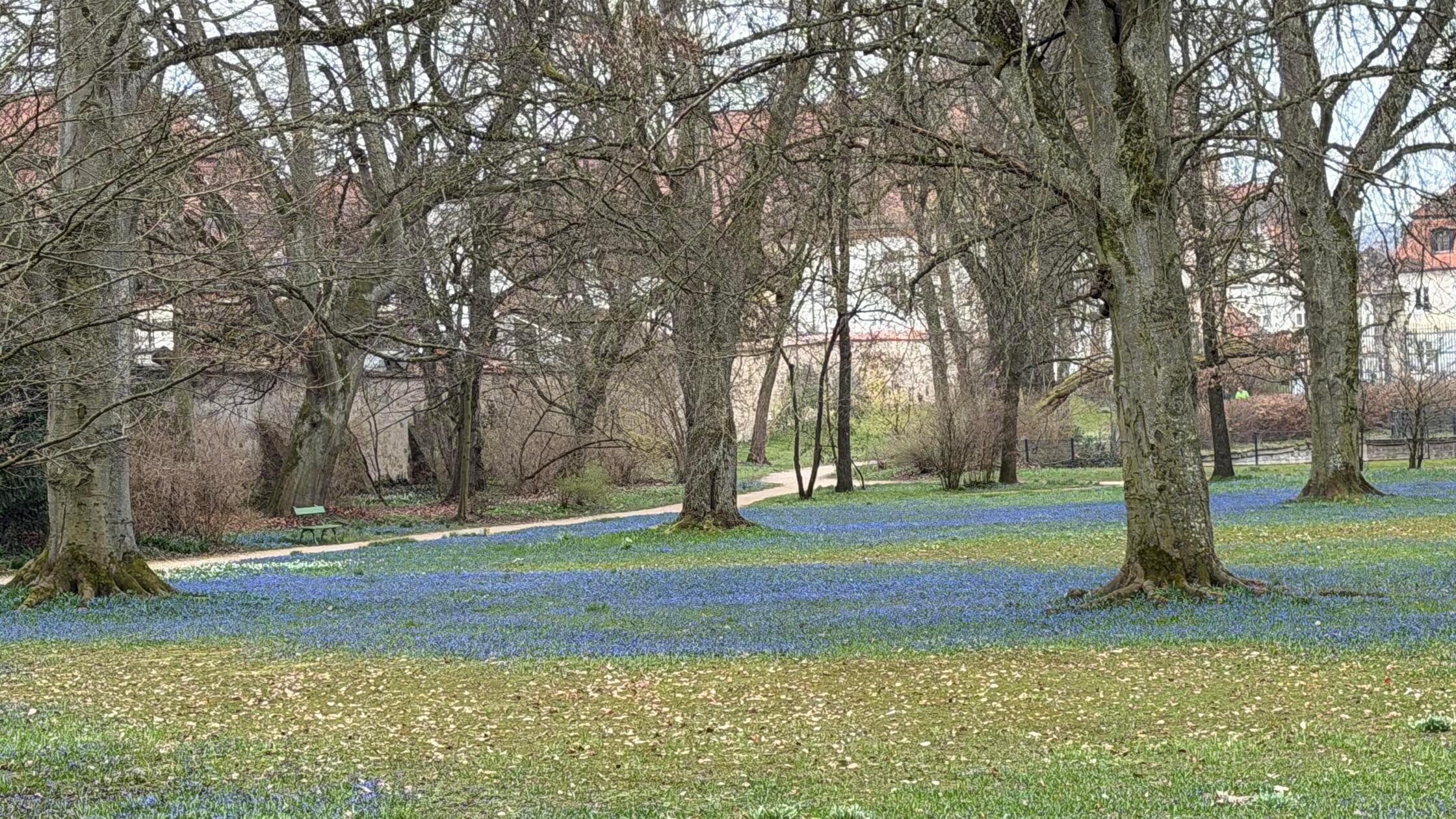 Den blauen Blütenteppich hinter dem Ellinger Schloss kann man bewundern.