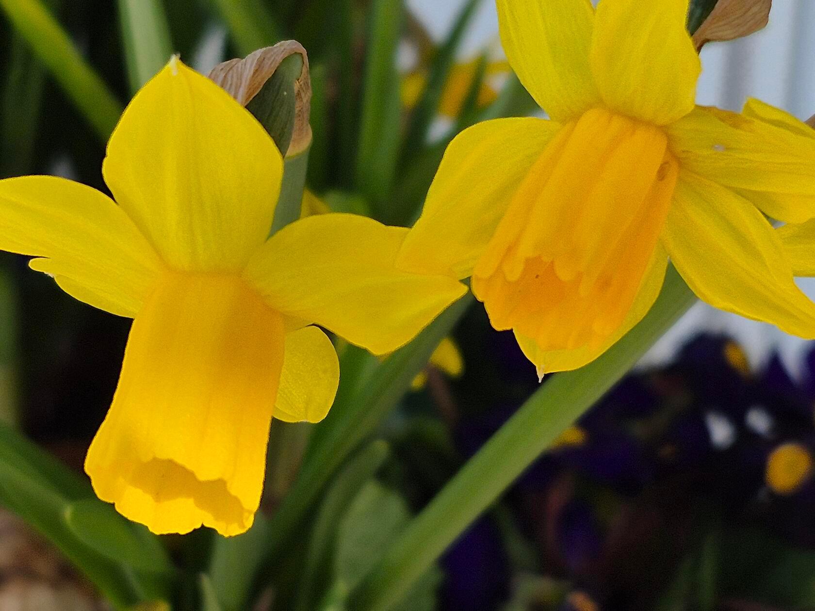 Narzissen lassen die trüben Wintertage schnell vergessen.