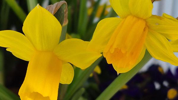 Narzissen lassen die trüben Wintertage schnell vergessen.