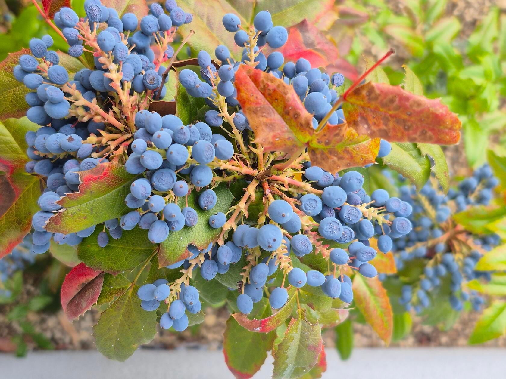 Auch im Winter erfreuen die Früchte des Ilex.