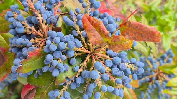 Auch im Winter erfreuen die Früchte des Ilex.