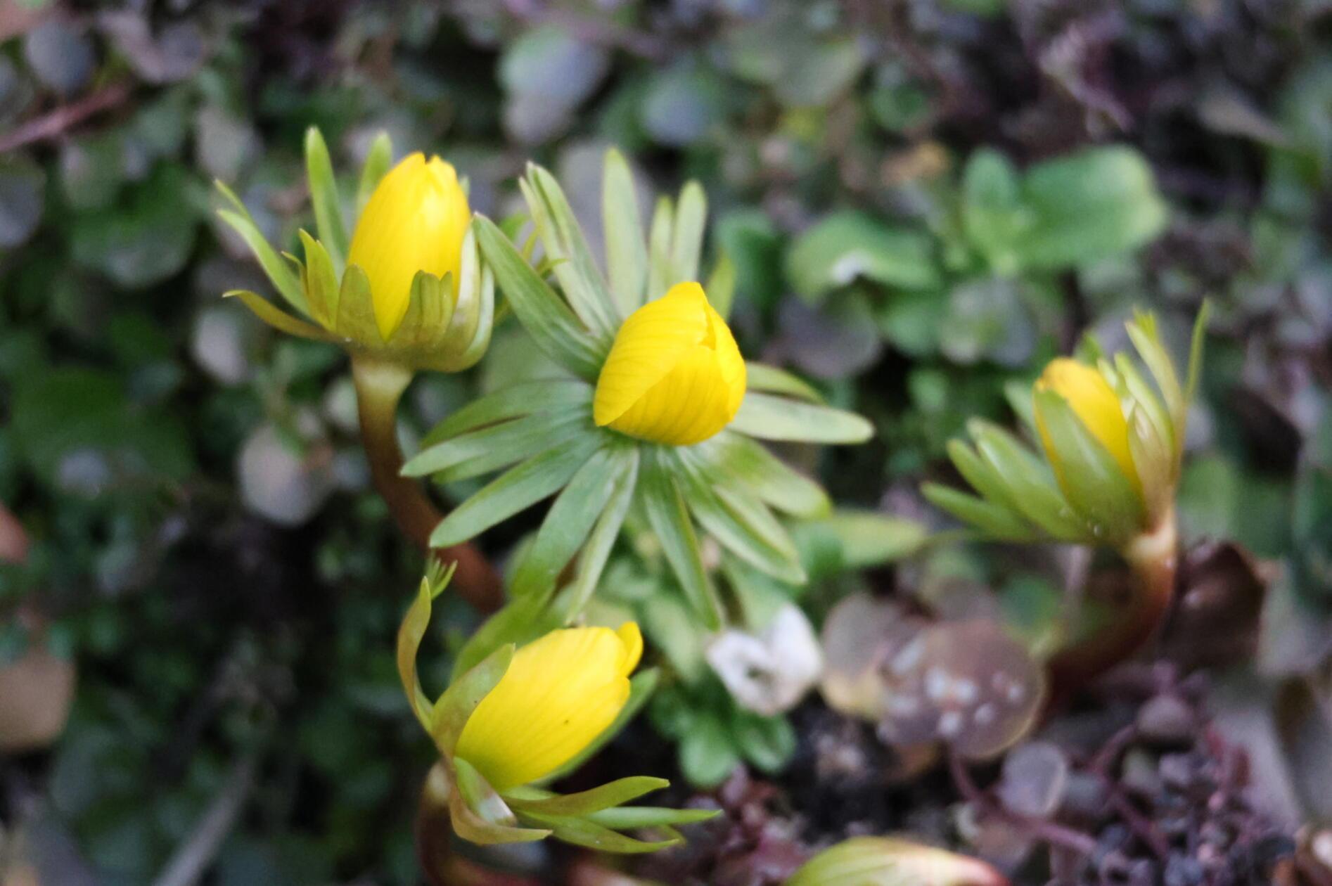 Winterlinge kündigen das Ende des Winters an.