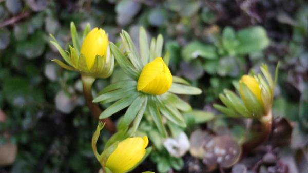 Winterlinge kündigen das Ende des Winters an.