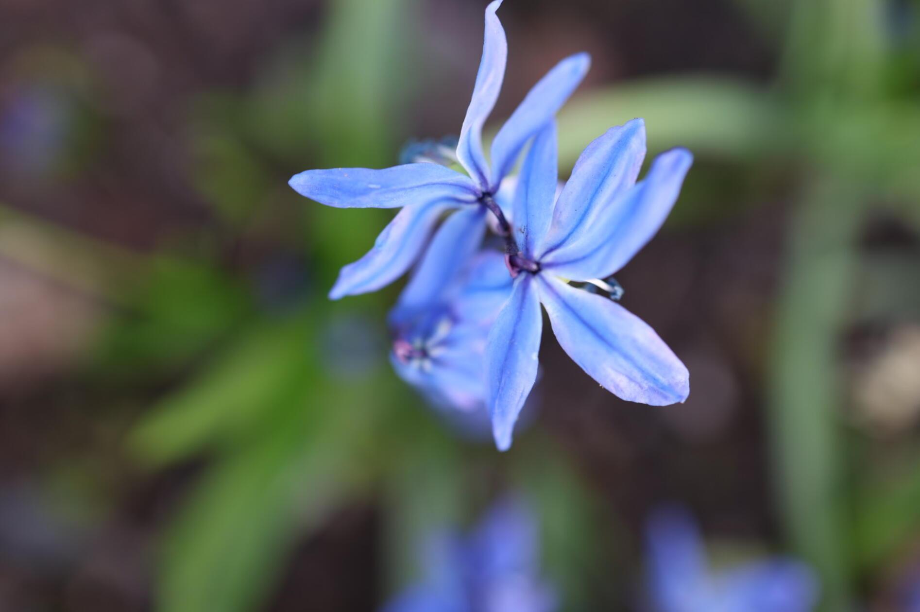 Blausternchen machen ihrem Namen alle Ehre.