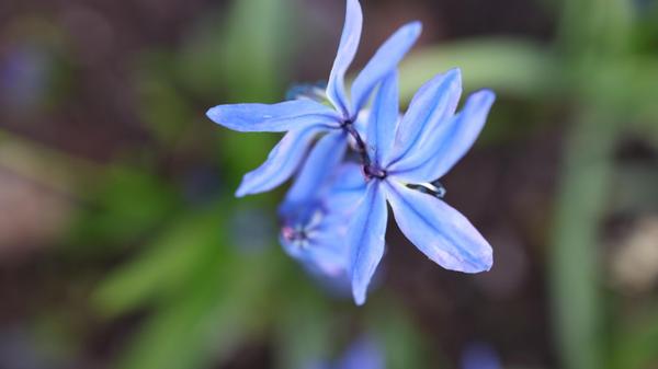 Blausternchen machen ihrem Namen alle Ehre.
