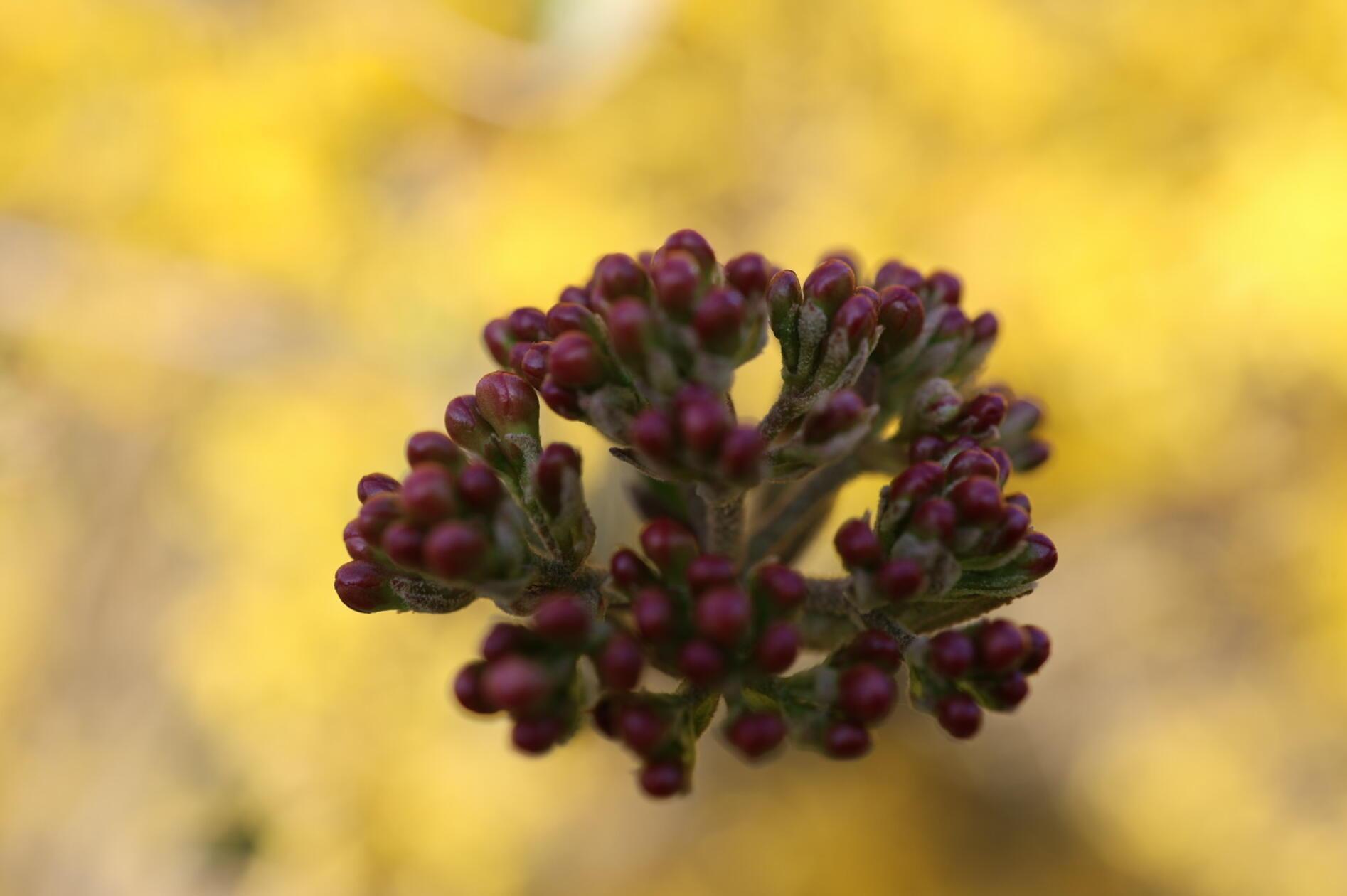 Es knospt im Garten unserer Leserin.