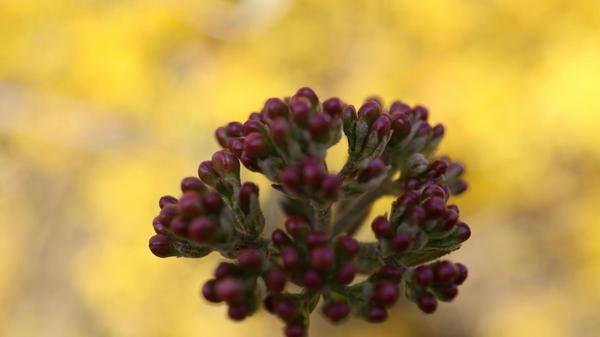 Es knospt im Garten unserer Leserin.