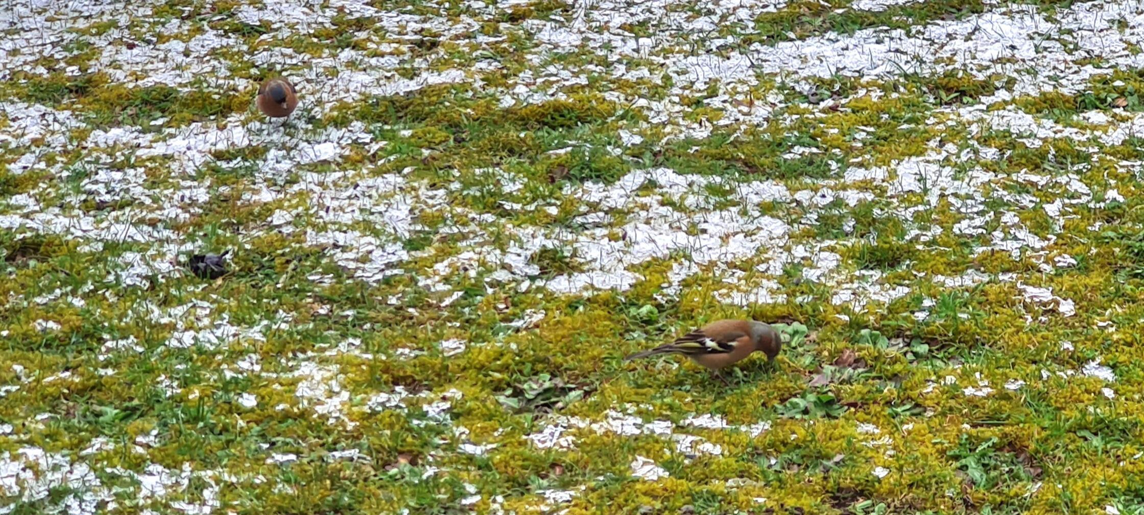 Buchfinken im Schnee, gesehen von unserer Leserin.