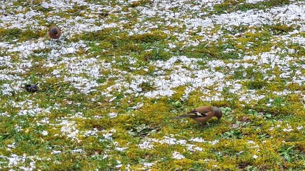 Buchfinken im Schnee, gesehen von unserer Leserin.