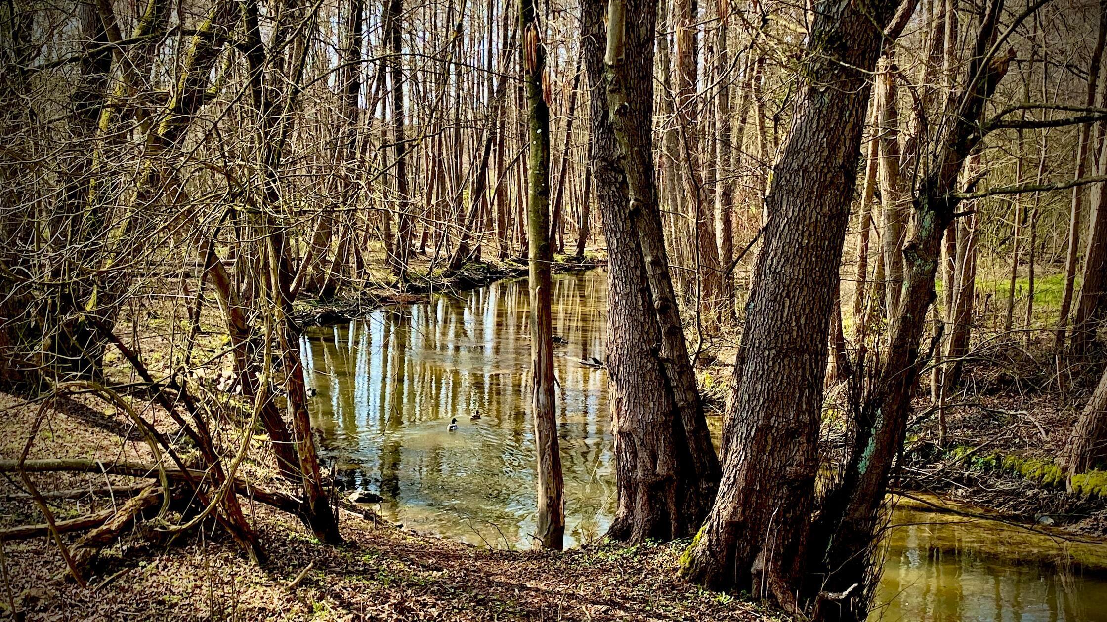 Den Frühlingsbeginn an der Sulz hat unser Leser Karl Biller festgehalten.