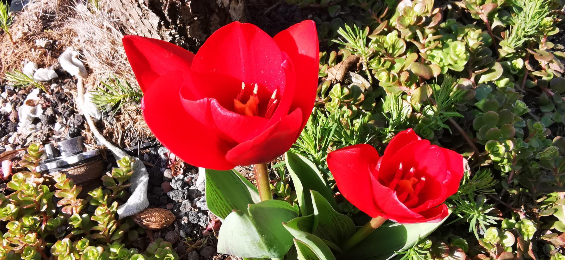 Beim Morgenspaziergang durch Neumarkt hat unsere Leserin Andrea Weidner das "Farbenspiel des Frühjahrs" eingefangen.