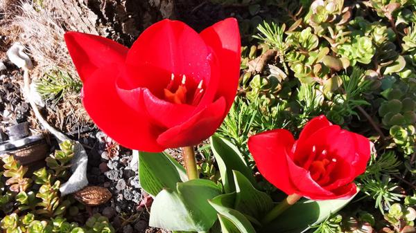 Beim Morgenspaziergang durch Neumarkt hat unsere Leserin Andrea Weidner das "Farbenspiel des Frühjahrs" eingefangen.