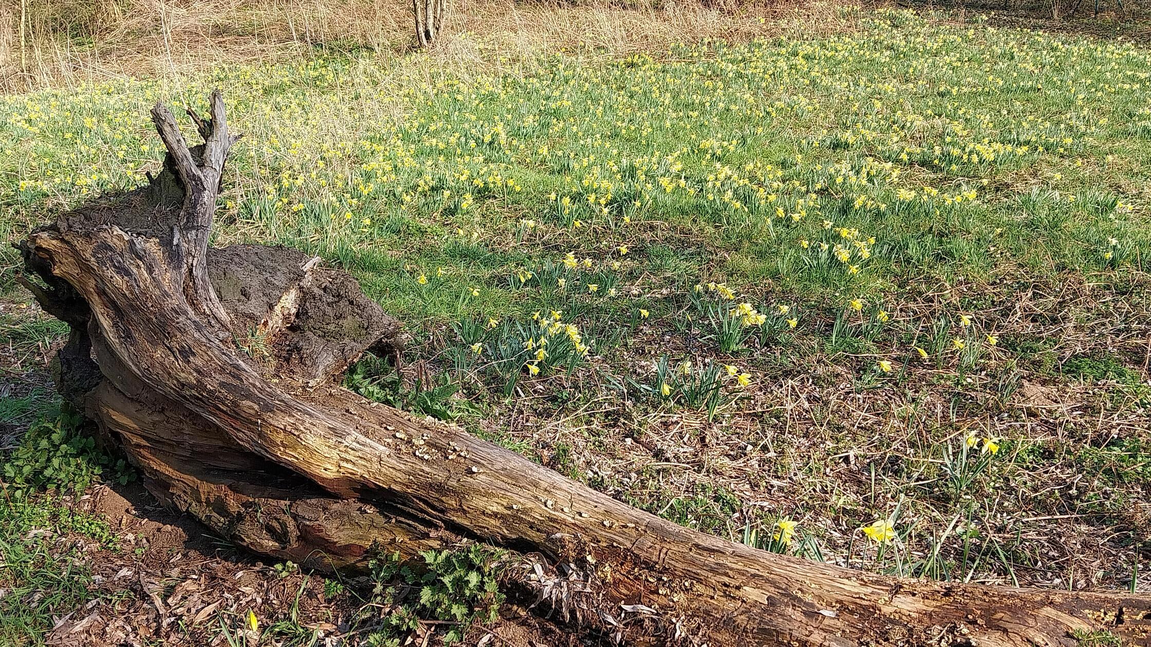 "Ostern kündigt sich an", schreibt unser Leser Josef Kratzer zu seinem Bild.