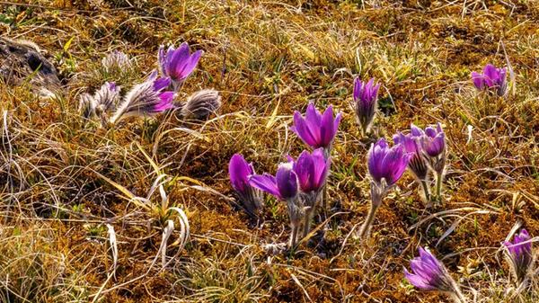 Die blühenden Küchenschellen hat unser Leser Harald Rausch fotografiert.