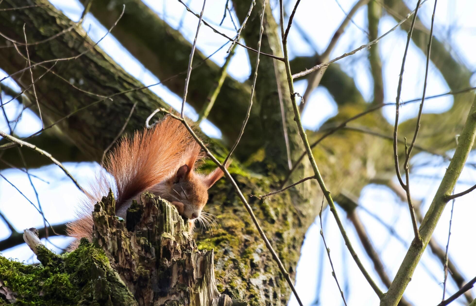 Ein schlafendes Eichhörnchen konnte unser Leser Jonas Wexler fotografieren.