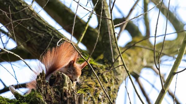 Ein schlafendes Eichhörnchen konnte unser Leser Jonas Wexler fotografieren.