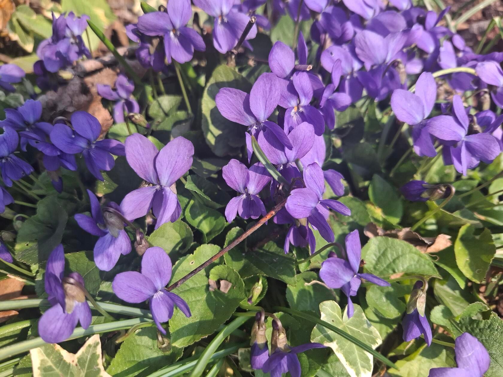 Diese Frühlingsblumen hat unsere Leserin Rita Schmidt fotografiert.