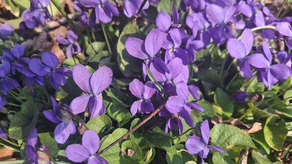 Diese Frühlingsblumen hat unsere Leserin Rita Schmidt fotografiert.