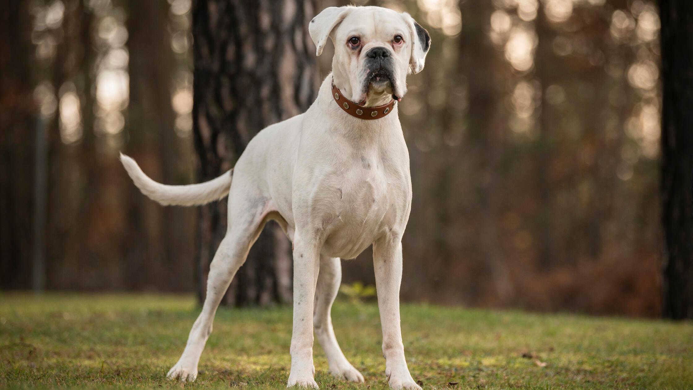 11_13-Tierheim_Samurai-Chiara-Calow_02 (1)