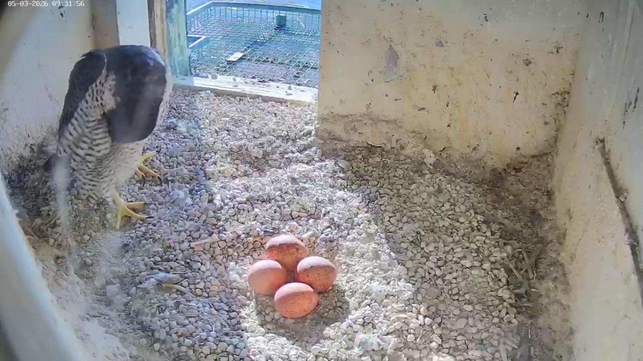 falkeeier69a931cf56846.db8ebe04