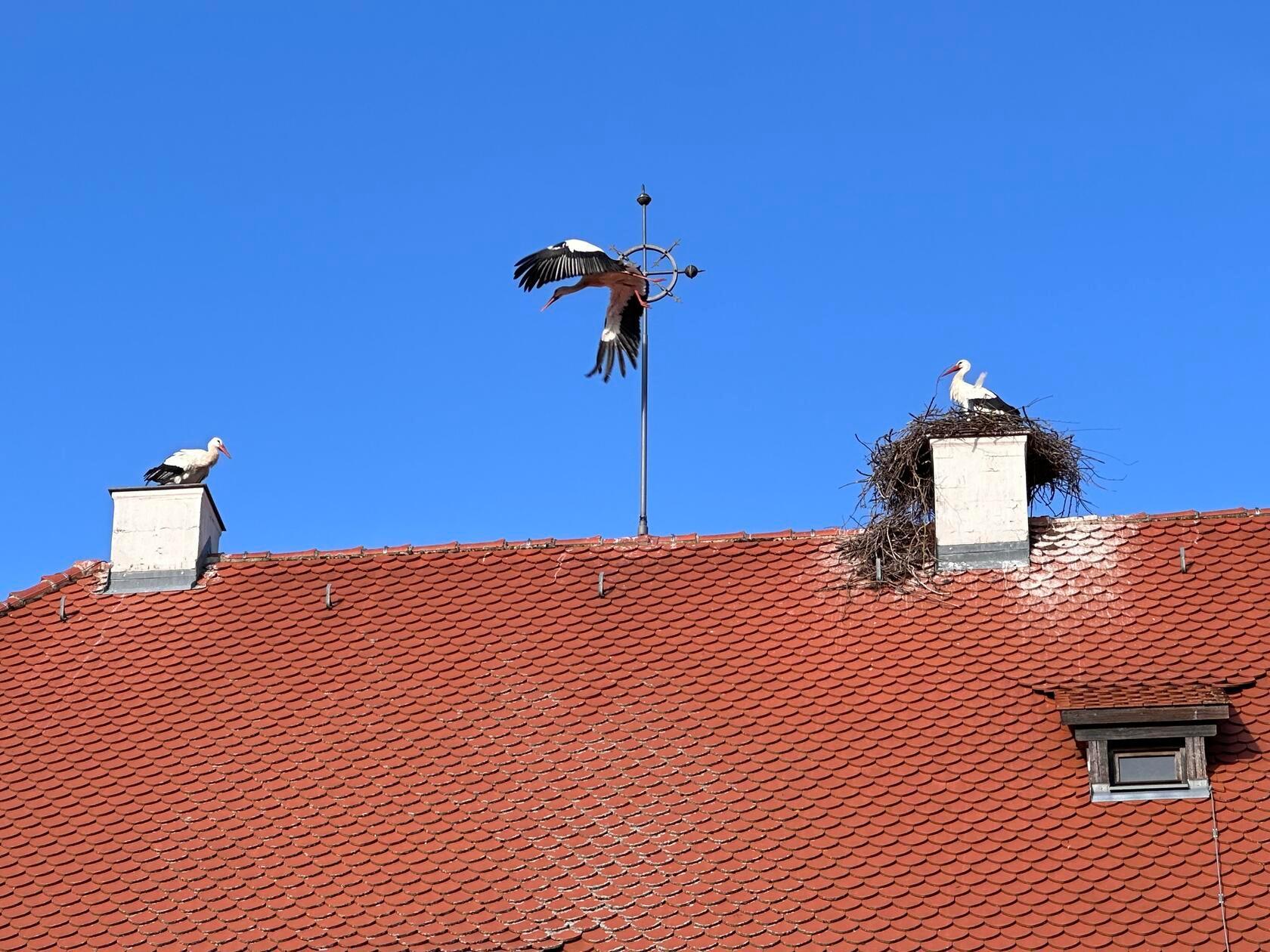 Einen "Machtkampf" hat unsere Leserin Petra Gaukler in Freystadt fotografiert.