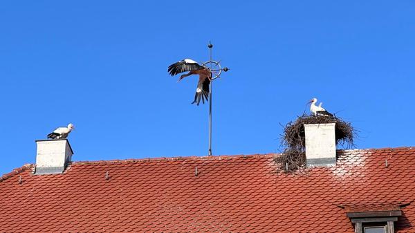 Einen "Machtkampf" hat unsere Leserin Petra Gaukler in Freystadt fotografiert.
