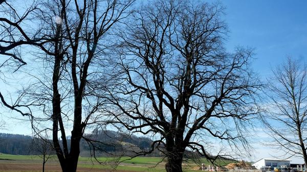 Die alten Eichen am Gewerbegebiet Höfen hat unser Leser Helmut Wittmann fotografiert.