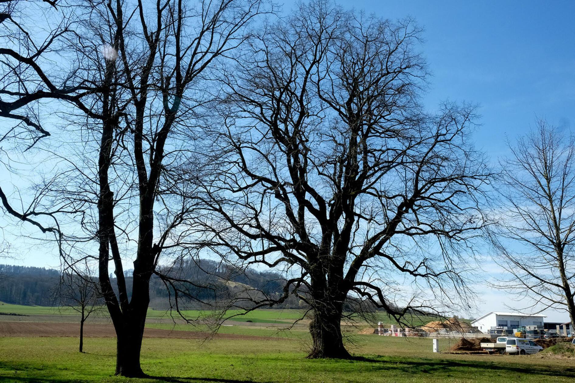 Die alten Eichen am Gewerbegebiet Höfen hat unser Leser Helmut Wittmann fotografiert.