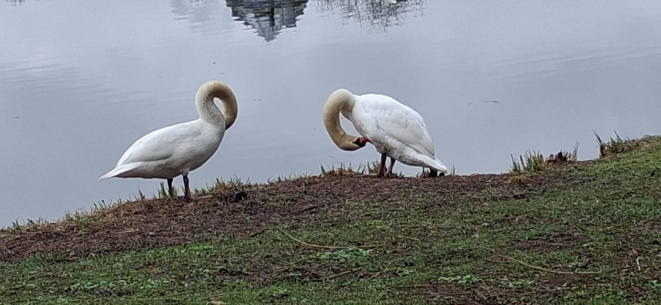 Dieses schöne Bild von einem Schwanenpaar am Teich beim Seecafe in Neumarkt erhält von unserem Leser Jürgen Ruppert den Titel "Frühjahrsputz".