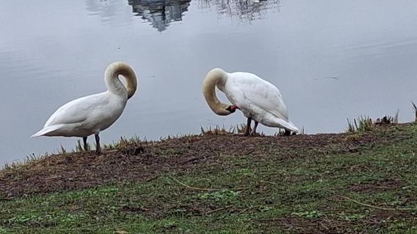 Dieses schöne Bild von einem Schwanenpaar am Teich beim Seecafe in Neumarkt erhält von unserem Leser Jürgen Ruppert den Titel "Frühjahrsputz".