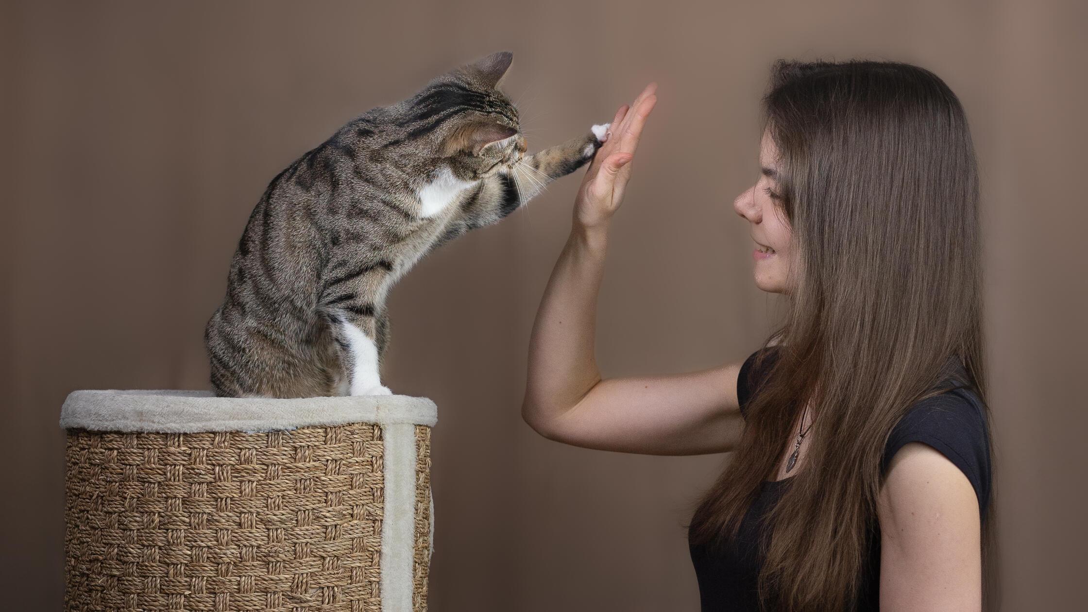 Katzentraining per Clicker