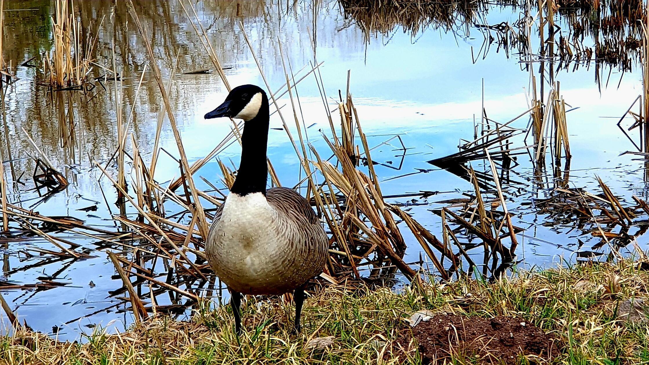 Wo ist denn der Frühling, fragt sich die Ente.