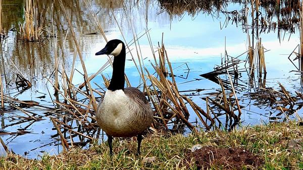 Wo ist denn der Frühling, fragt sich die Ente.
