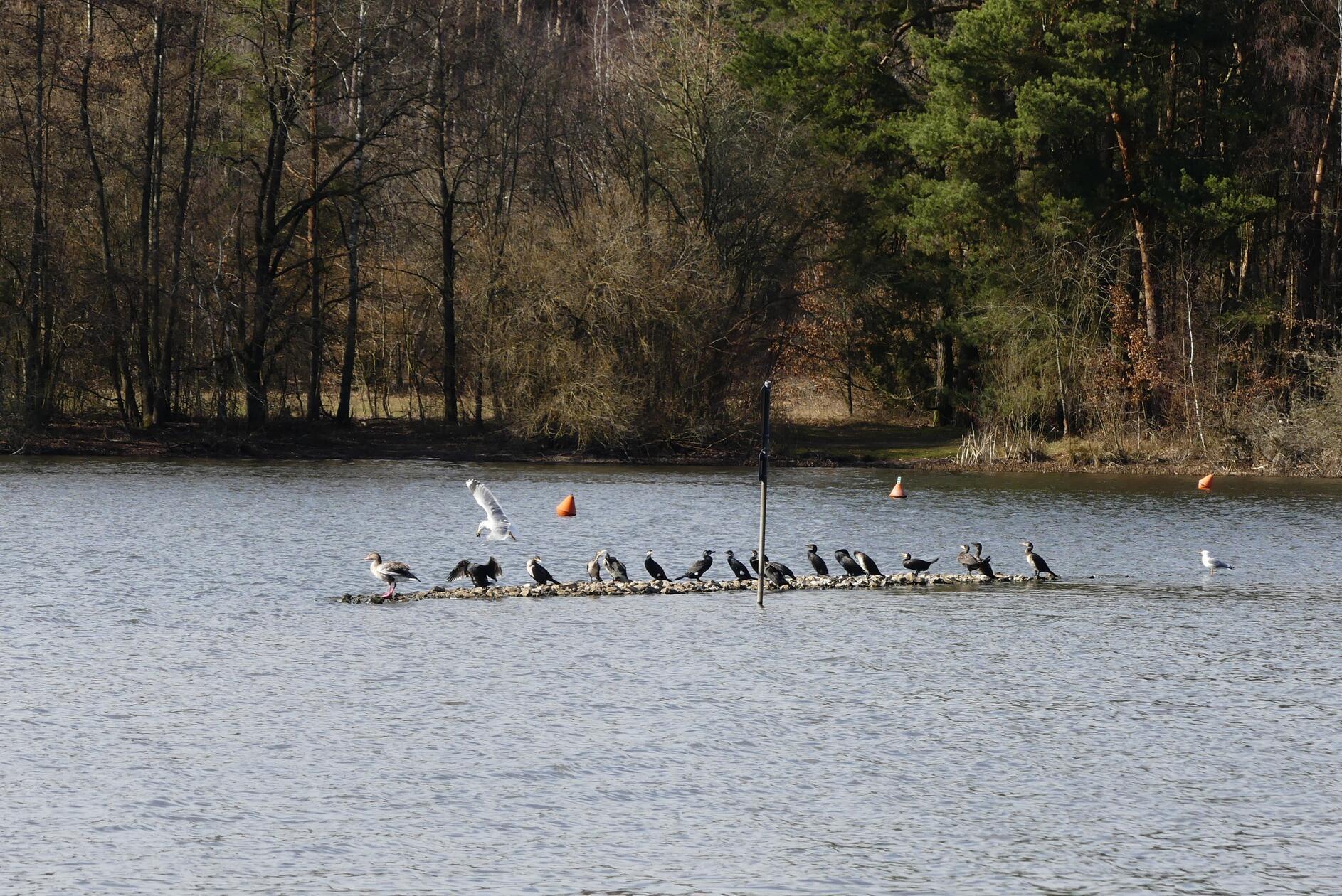 Bei schönem Wetter geht es am Rothsee an manchen Stellen auch bei den Vögeln eng zu.