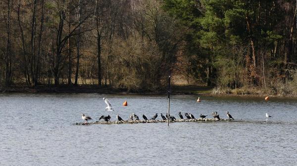 Bei schönem Wetter geht es am Rothsee an manchen Stellen auch bei den Vögeln eng zu.