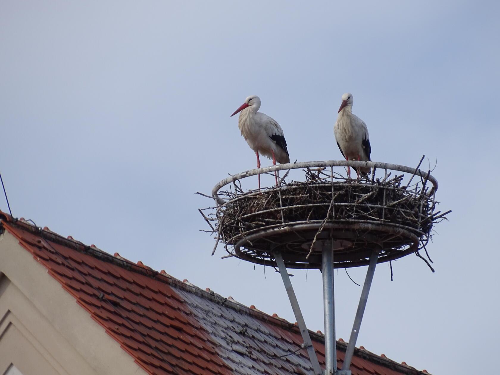 Das Storchenpaar ist zurück - auf dem Allersberger Rathausdach. Der Frühling kann kommen.