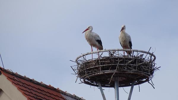 Das Storchenpaar ist zurück - auf dem Allersberger Rathausdach. Der Frühling kann kommen.