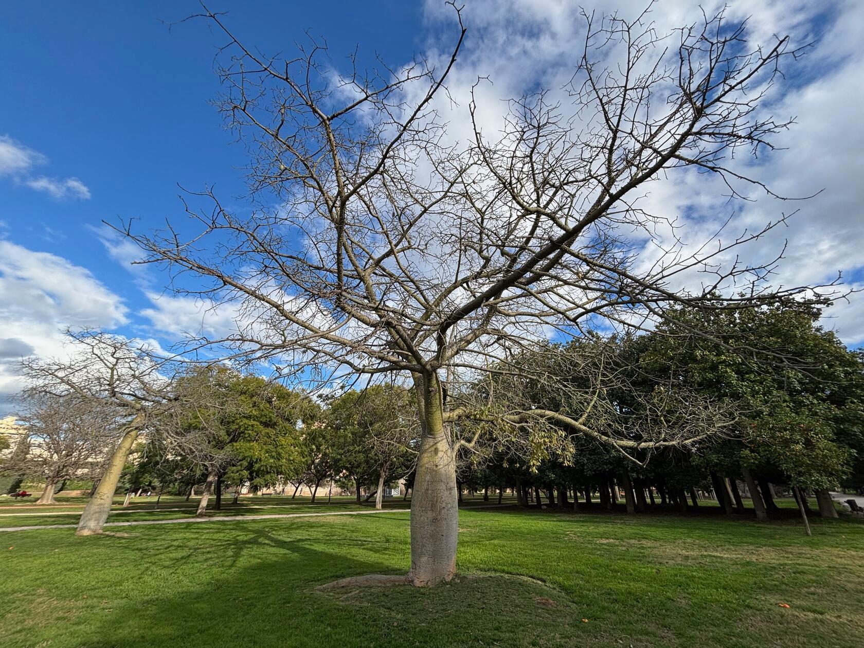 So genannte Flaschenbäume findet man an vielen Stellen im Turia-Garten.