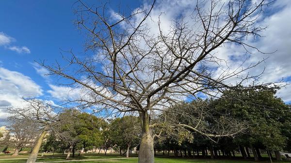 So genannte Flaschenbäume findet man an vielen Stellen im Turia-Garten.