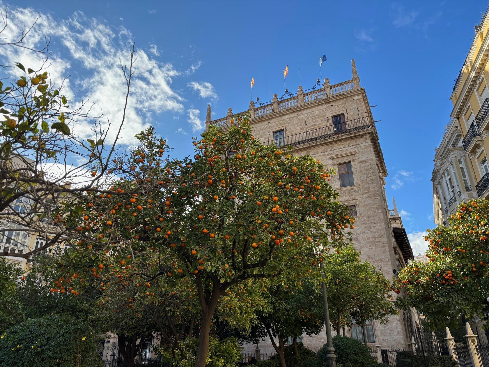Auch Orangenbäume prägen an manchen Ecken das Altstadtbild.