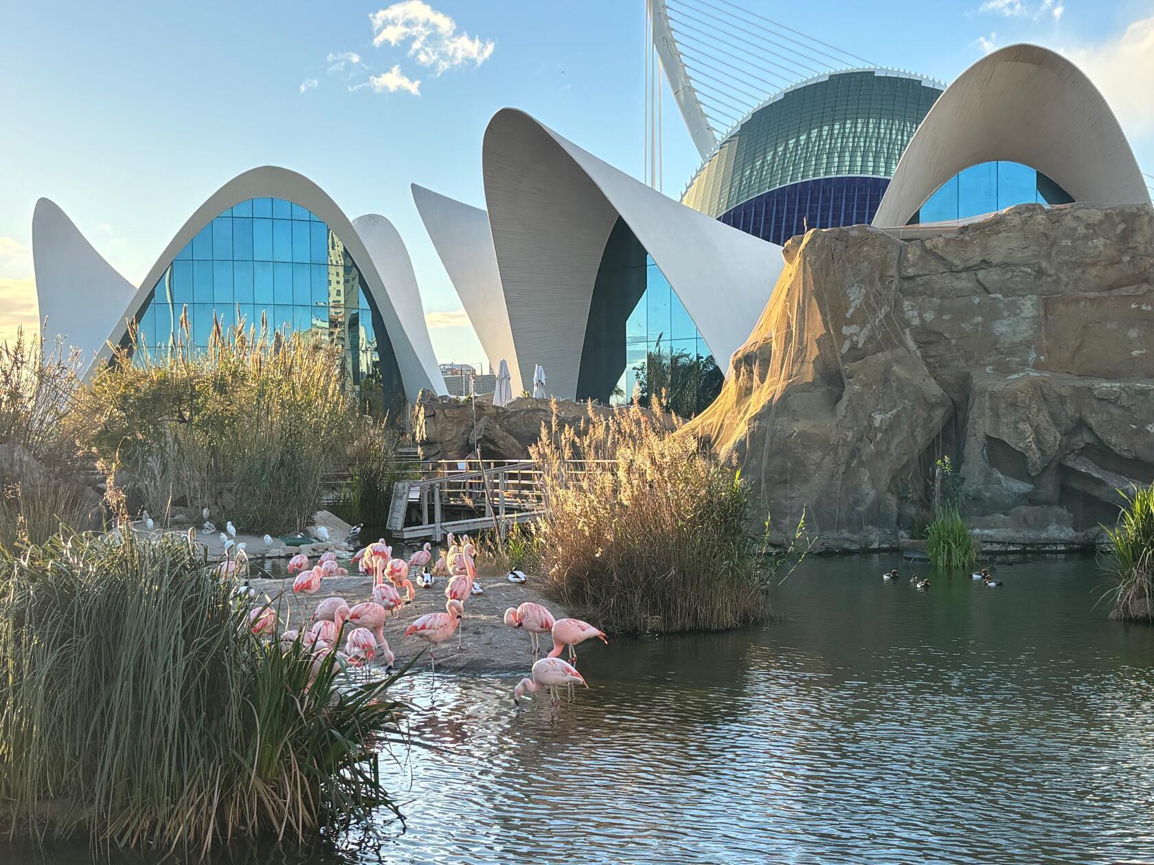 Im Oceanogràfic leben mehr als 27.000 Tiere von 750 verschiedener Arten.