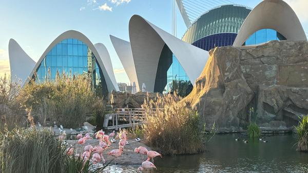 Im Oceanogràfic leben mehr als 27.000 Tiere von 750 verschiedener Arten.