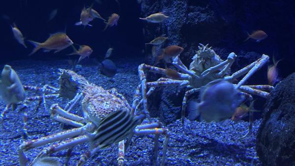 Die Anlage beheimatet das größte Aquarium Europas und ist Teil der der Stadt der Künste und der Wissenschaften.
