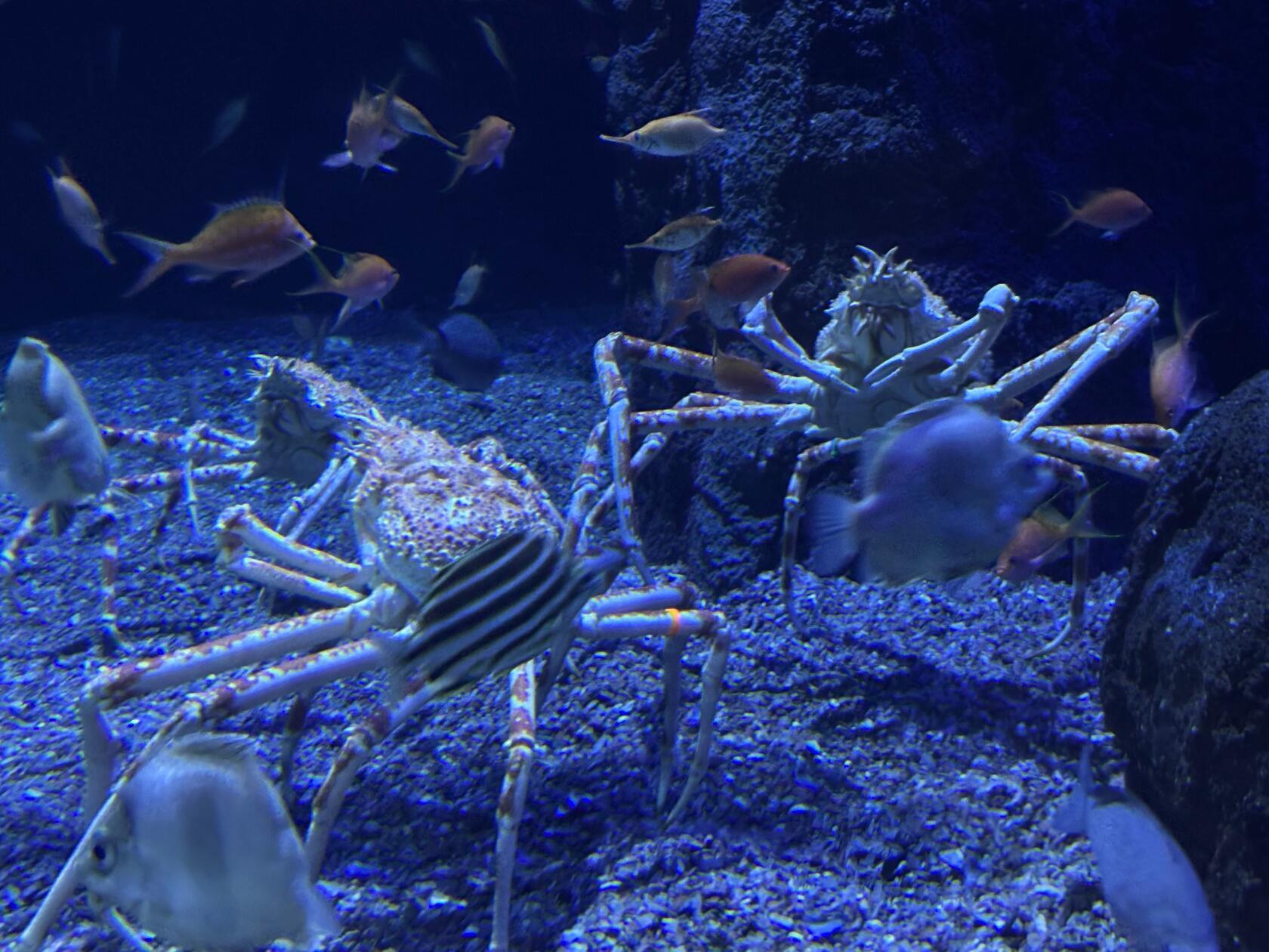 Die Anlage beheimatet das größte Aquarium Europas und ist Teil der der Stadt der Künste und der Wissenschaften.