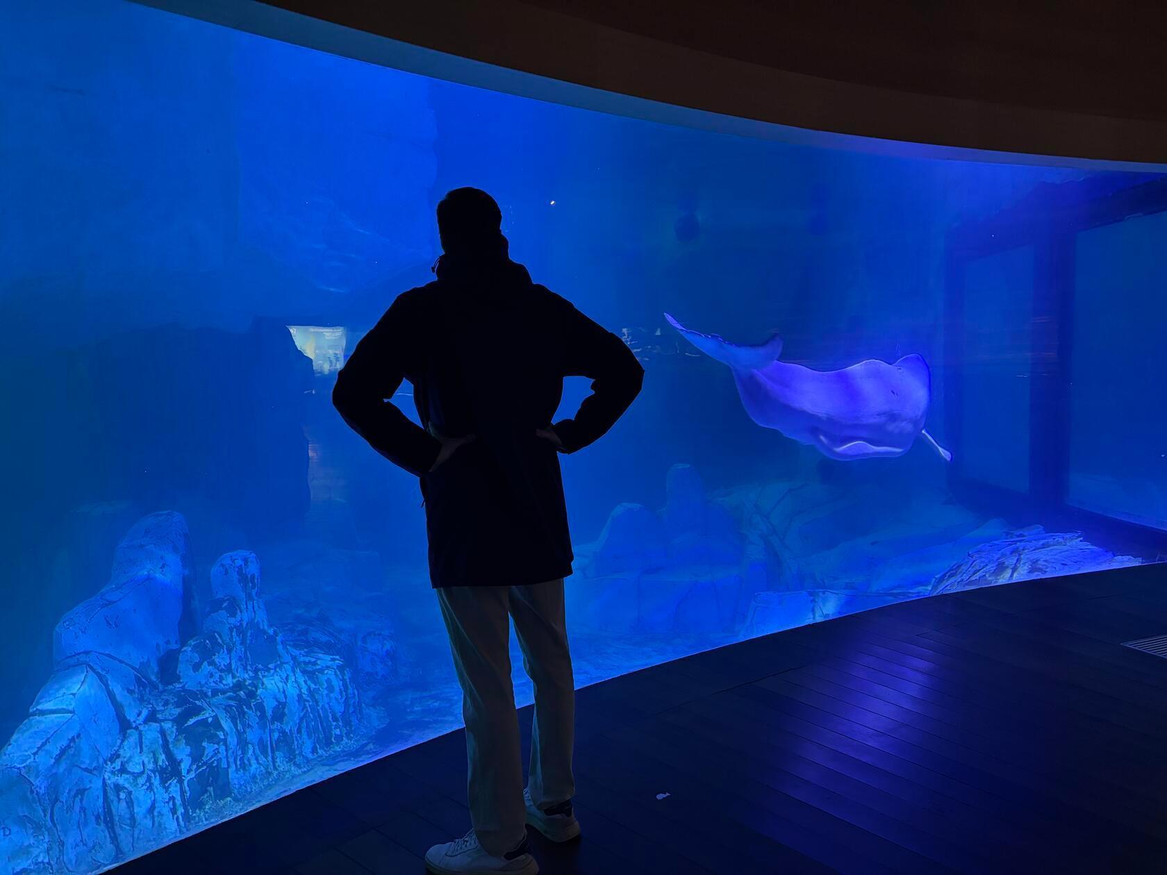 Es ist der einzige Zoo Europas, in dem auch Belugas gehalten werden.