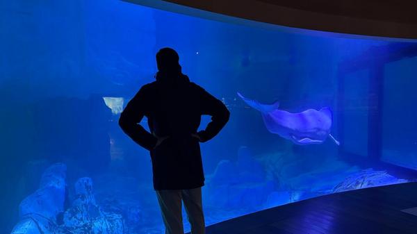 Es ist der einzige Zoo Europas, in dem auch Belugas gehalten werden.