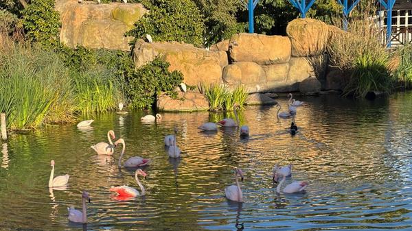 Draußen entspannen Flamingos, aber auch träge Seelöwen.