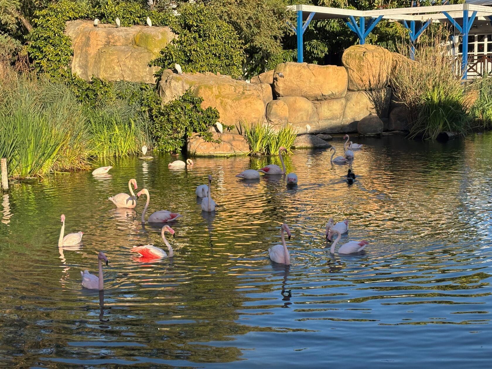 Draußen entspannen Flamingos, aber auch träge Seelöwen.