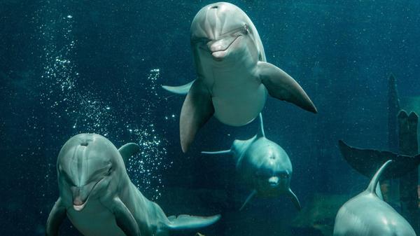 Die Tropen bei Nacht erleben und zwischen Delfinen